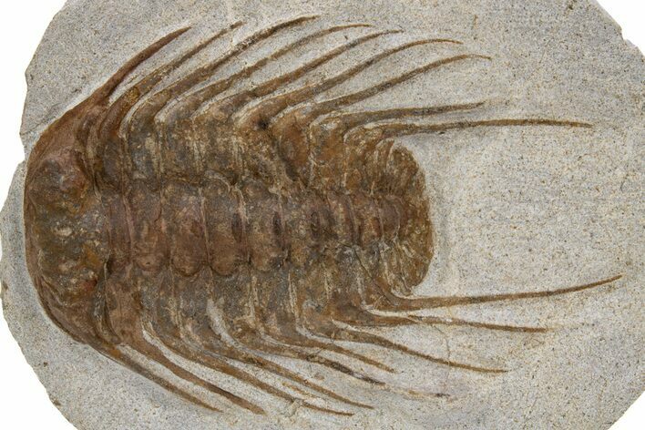 Spiny Selenopeltis Trilobite - Erfoud, Morocco #300369